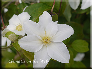 Clematis photograph