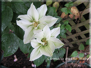 Clematis photograph