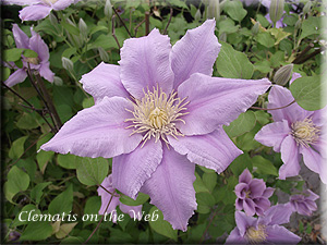 Clematis photograph