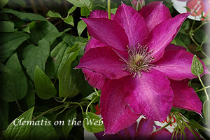 Clematis photograph