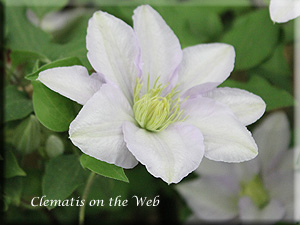 Clematis photograph