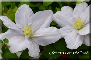 Clematis photograph