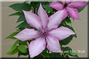 Clematis photograph