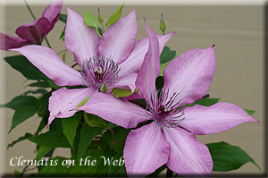 Clematis photograph