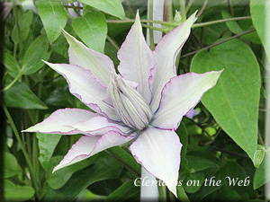 Clematis photograph