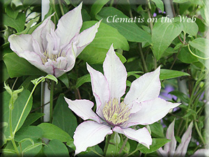 Clematis photograph