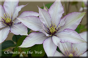 Clematis photograph