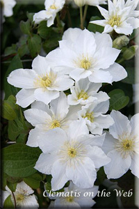 Clematis photograph