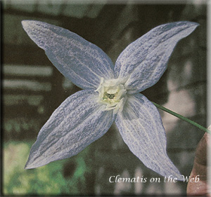 Clematis photograph