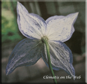 Clematis photograph