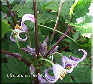 Clematis photograph