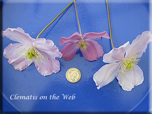 Clematis photograph