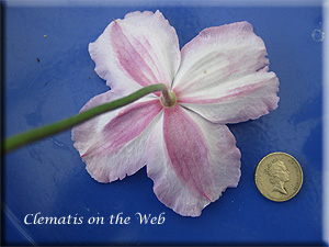 Clematis photograph