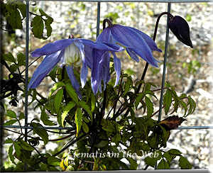 Clematis photograph