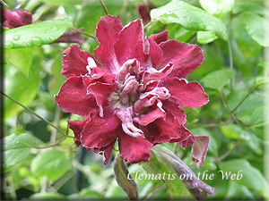 Clematis photograph