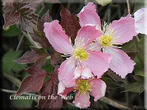 Clematis photograph