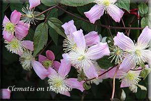 Clematis photograph