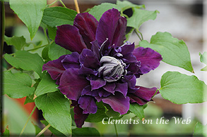 Clematis photograph