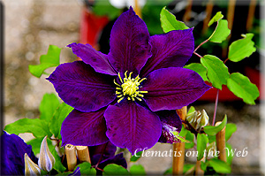 Clematis photograph