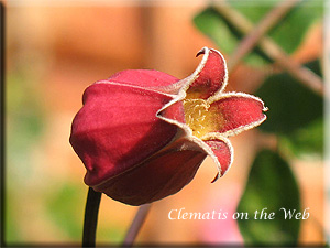 Clematis photograph