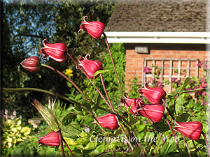 Clematis photograph