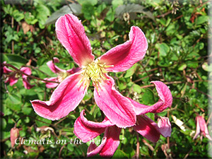 Clematis photograph