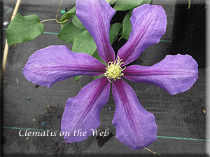 Clematis photograph