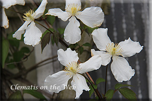 Clematis photograph