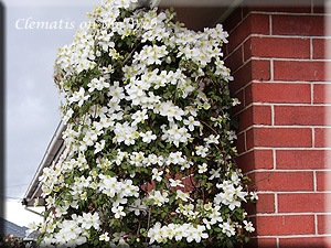 Clematis photograph