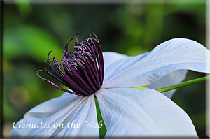 Clematis photograph