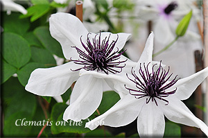 Clematis photograph