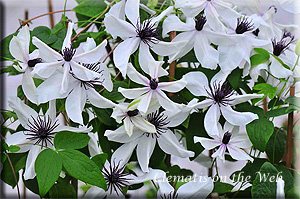 Clematis photograph