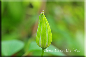 Clematis photograph