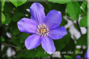 Clematis photograph