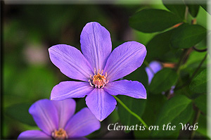 Clematis photograph