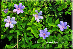 Clematis photograph