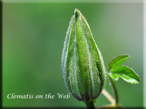 Clematis photograph