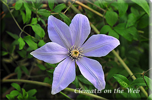 Clematis photograph