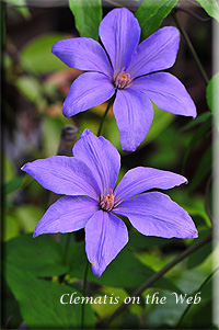 Clematis photograph