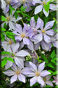 Clematis photograph