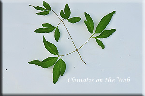 Clematis photograph