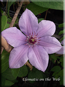 Clematis photograph