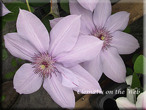 Clematis photograph