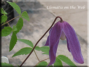 Clematis photograph