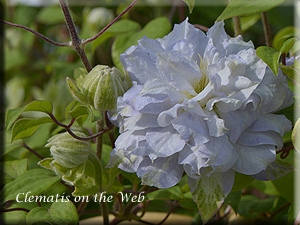 Clematis photograph