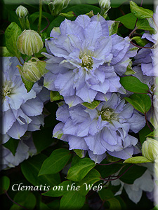 Clematis photograph