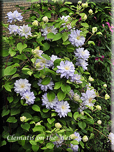 Clematis photograph