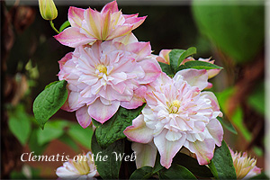 Clematis photograph