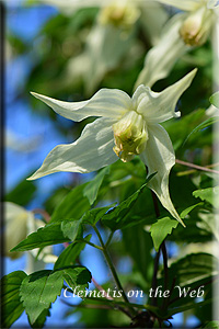 Clematis photograph