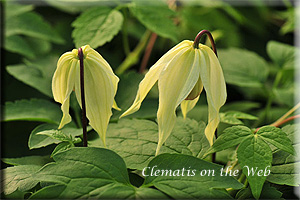 Clematis photograph